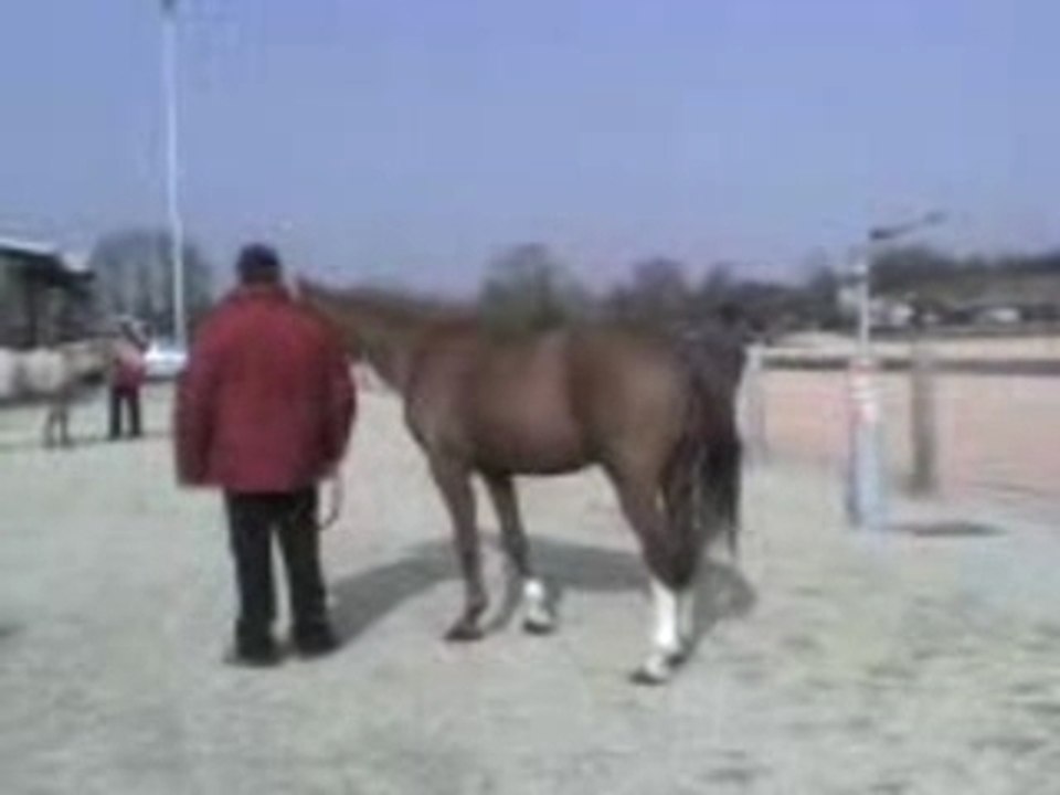 DON JUAN V et un autre jeune étalon poney
