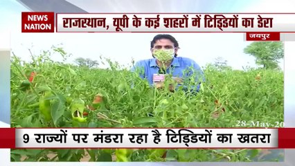 Rajasthan: पाकिस्तान से आए टिड्डियों ने राजस्थान में किसानों को बढ़ाई मुसीबत