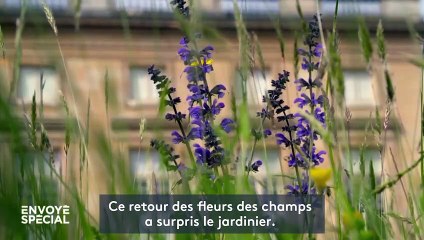 Château de Versailles : grâce au confinement, le jardin de Marie-Antoinette est redevenu comme il y a 300 ans