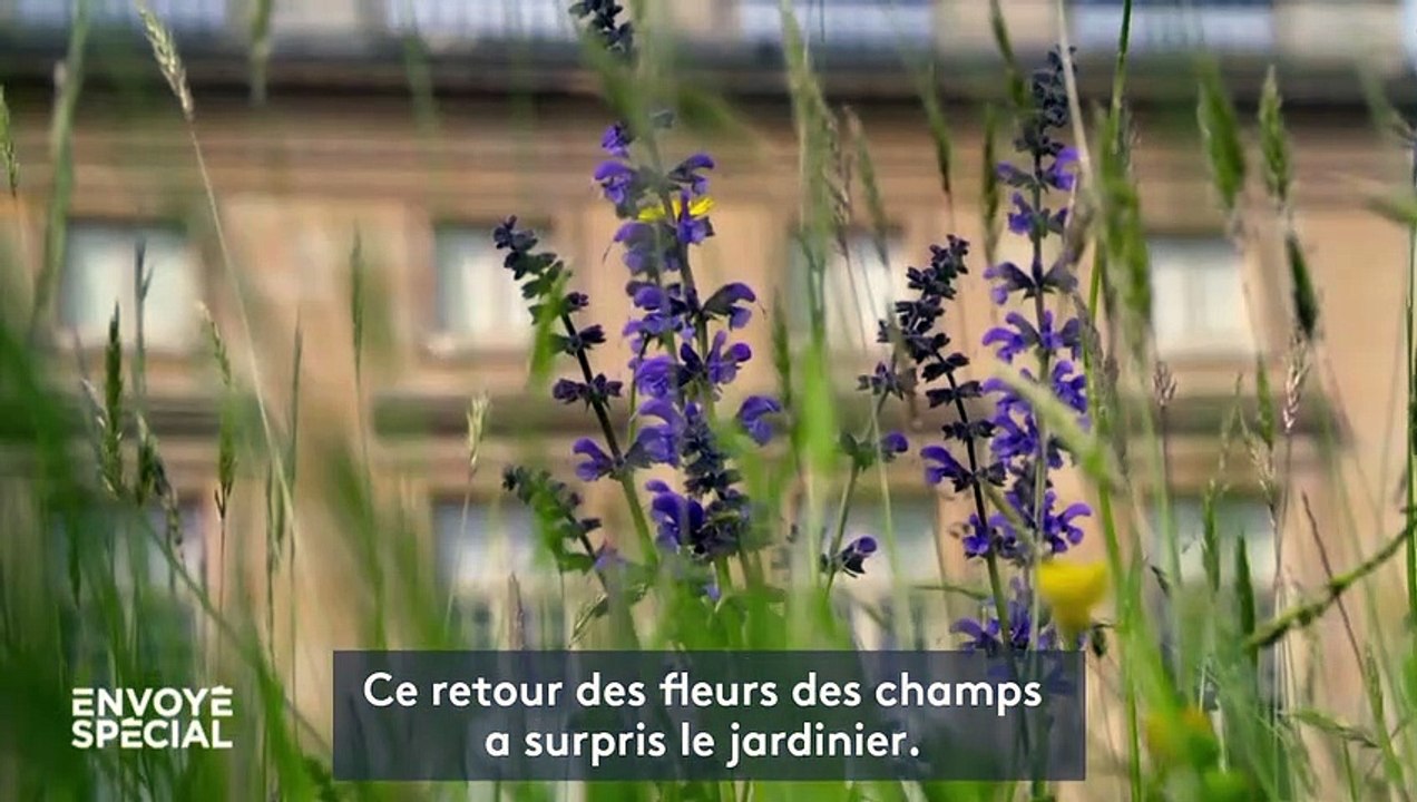 Château de Versailles : grâce au confinement, le jardin de Marie-Antoinette est redevenu comme il y a 300 ans