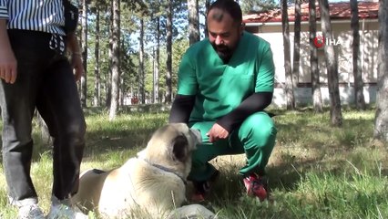 Download Video: Bacağı kesilmiş, vücudunda kesikler ile bulunmuştu... O köpek sahiplendirilmek üzere Ankara'ya gönderildi