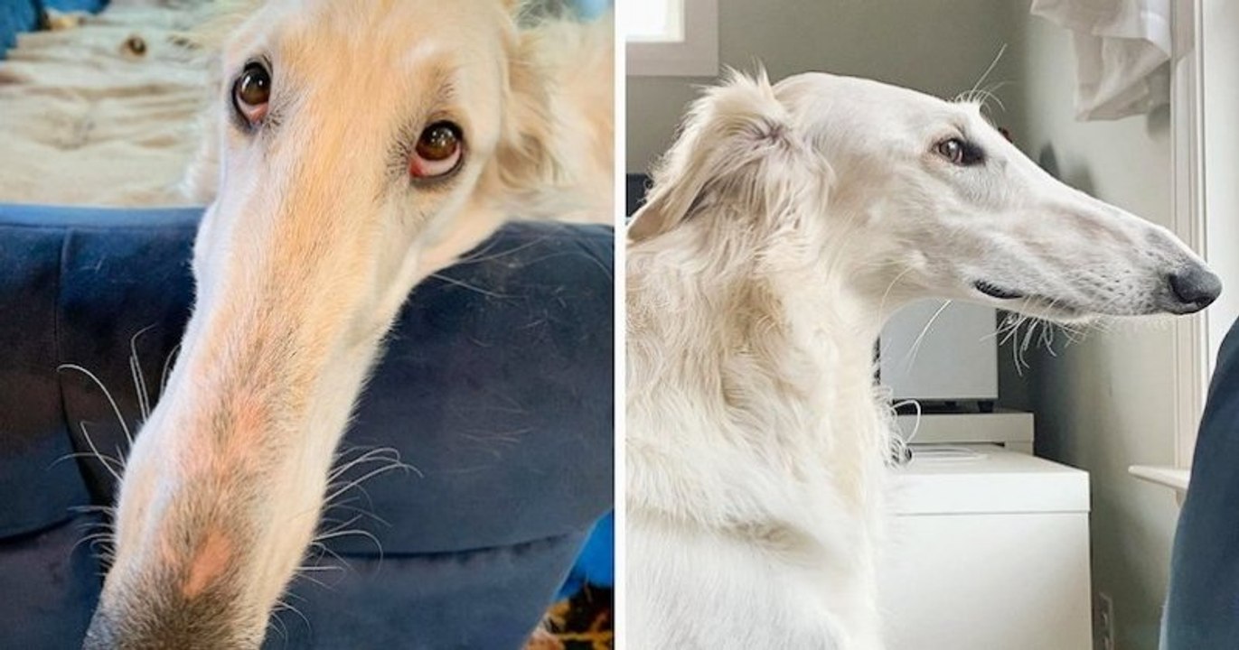 Les photos de cette chienne et son long museau...