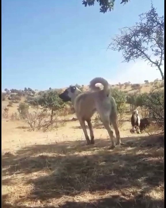 SiVAS KANGAL KOPEGi SESSiZ DiNLEYiS - KANGAL SHEPHERD DOG