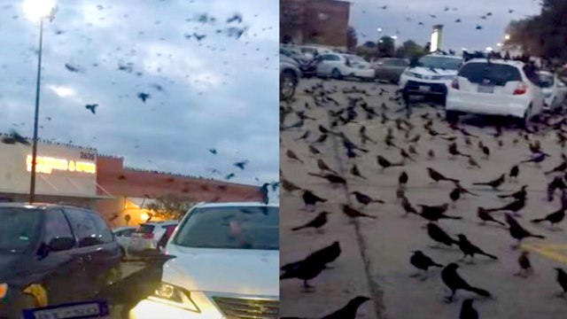 Crows Attack | Crows In Saudi Arabia ? | Fake News Buster | Oneindia Tamil