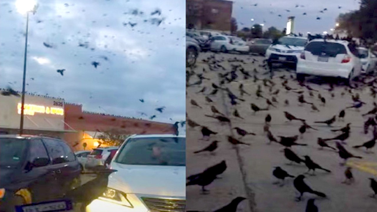 Crows Attack | Crows In Saudi Arabia ? | Fake N...