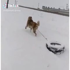 ANADOLU COBAN KOPEGiNE KARDA SPOR - ANATOLiAN SHEPHERD DOG SNOW and EXERCiSE