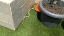 Capturan una serpiente en una vivienda de Arroyomolinos