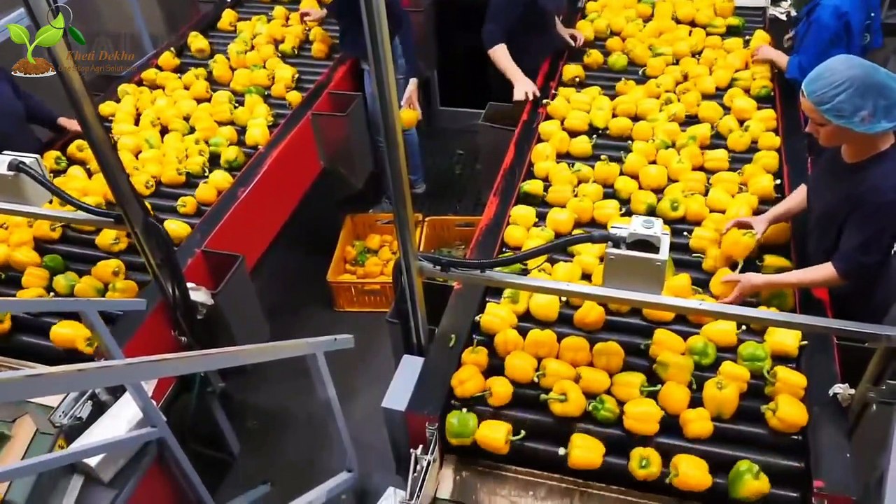 Greenhouse Bell Pepper Farming | Colourd Capsicum Farming | Shimla Mirch ki kheti