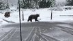 Bear Wanders by With Her Cubs