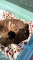 Chihuahua Curls up With Adopted Kittens