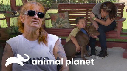 Cachorro sobrevivió a impacto de bala en su cabeza | Pit bulls y convictos | Animal Planet