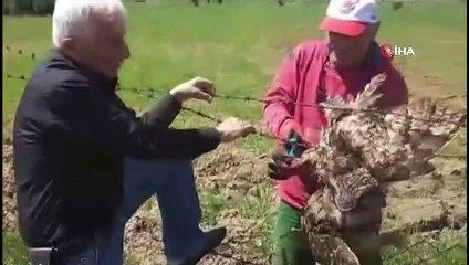 Yaralı baykuş böyle kurtarıldı