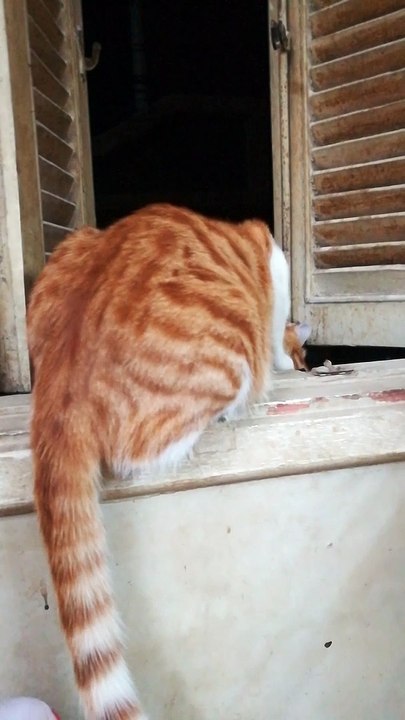 Cat Wanted To Jump Off Window After 3 Months Of Quarantine