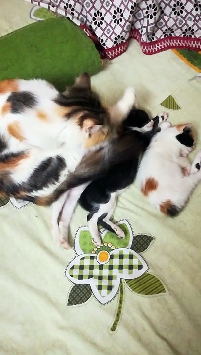 Mummy Cat Comfort Her Babies With Sleep Shower