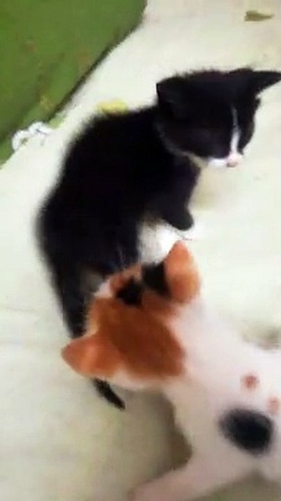Baby kitties fight look like