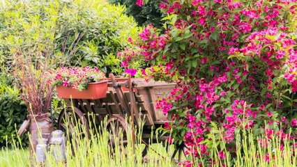 Offene Gartenpforte Hessen 2019  --- Open Gardens, Hesse, Germany, 2019