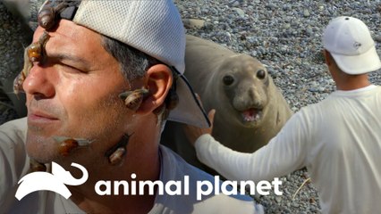 Animais marinhos fascinantes e divertidos | Perdido na Califórnia | Animal Planet Brasil