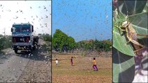 Locust Swarm Entered Into Andhra Pradesh And Damaged Trees