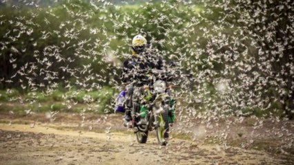 The big locust menace: A ground report from Rajasthan's Dausa