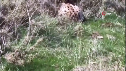 Ağaçta fotoğraflanan vaşak, şimdi pusu da görüntülendi