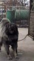 SiNiRLi ve ADAMCI KAFKAS COBAN KOPEGi - ANGRY CAUCASiAN SHEPHERD DOG