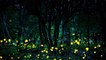 Annual Viewing of Great Smoky Mountains National Park’s Famous Synchronous Fireflies Goes