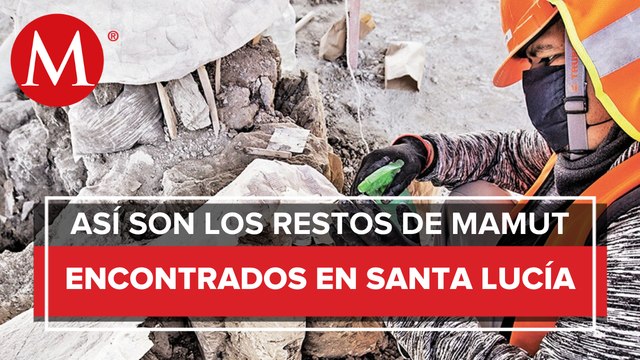 Descubren más de 130 restos de mamuts en Santa Lucía