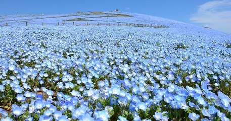 Plus de 5 millions de fleurs bleues ont fleuri dans ce parc japonais, dévoilant une vue merveilleuse