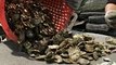 Oyster Reef Restoration Efforts Could Use Your Help—And Your Oyster Shells