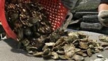 Oyster Reef Restoration Efforts Could Use Your Help—And Your Oyster Shells