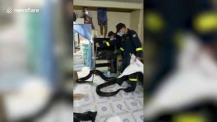 Enormous python scares family after appearing in their living room