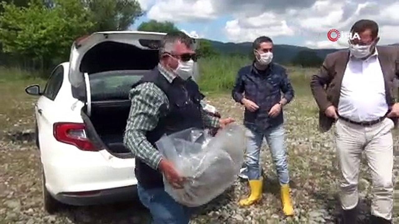 Göle 70 bin yavru sazan bırakıldı