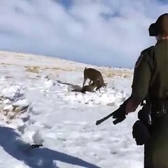 Tir de précision d'un garde forestier pour séparer deux cerfs (Calgary)