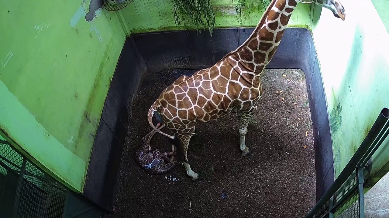 Bali zoo names newborn baby giraffe 'Corona'