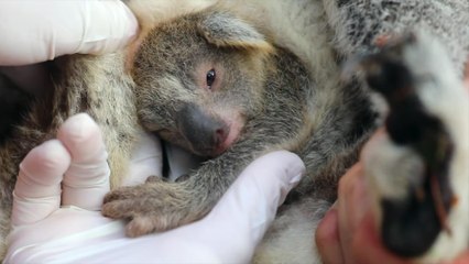 Ash The Koala Joey