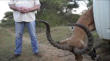 En Afrique du Sud, des antilopes contre la famine