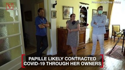 This Cat, the First Known Pet to Be Infected by COVID-19, Survived Her Battle with the Virus