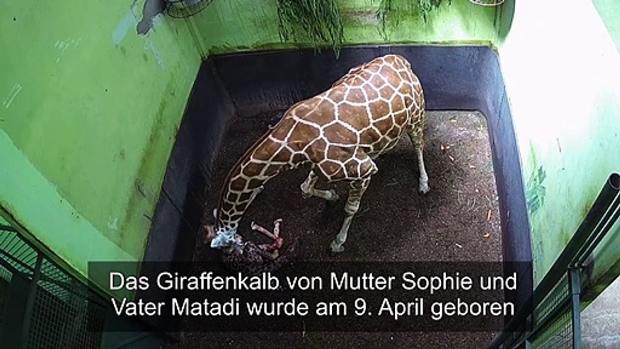 Bali: Ein Giraffenbaby namens Corona