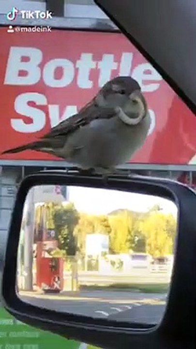 Bird with an Odd Beak
