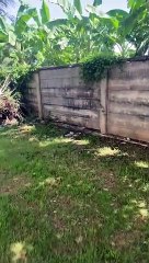 Oblivious Kitty Narrowly Avoids Snake