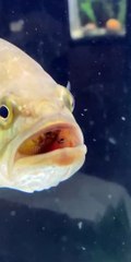Three Small Fish Say Hello from Large Maw