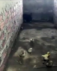 Annelik merhameti... Yavrularını yılan saldırısından canı pahasına böyle korudu