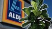 Aldi Is Selling $8 Fiddle Leaf Fig Trees to Make Your Space a Little Greener