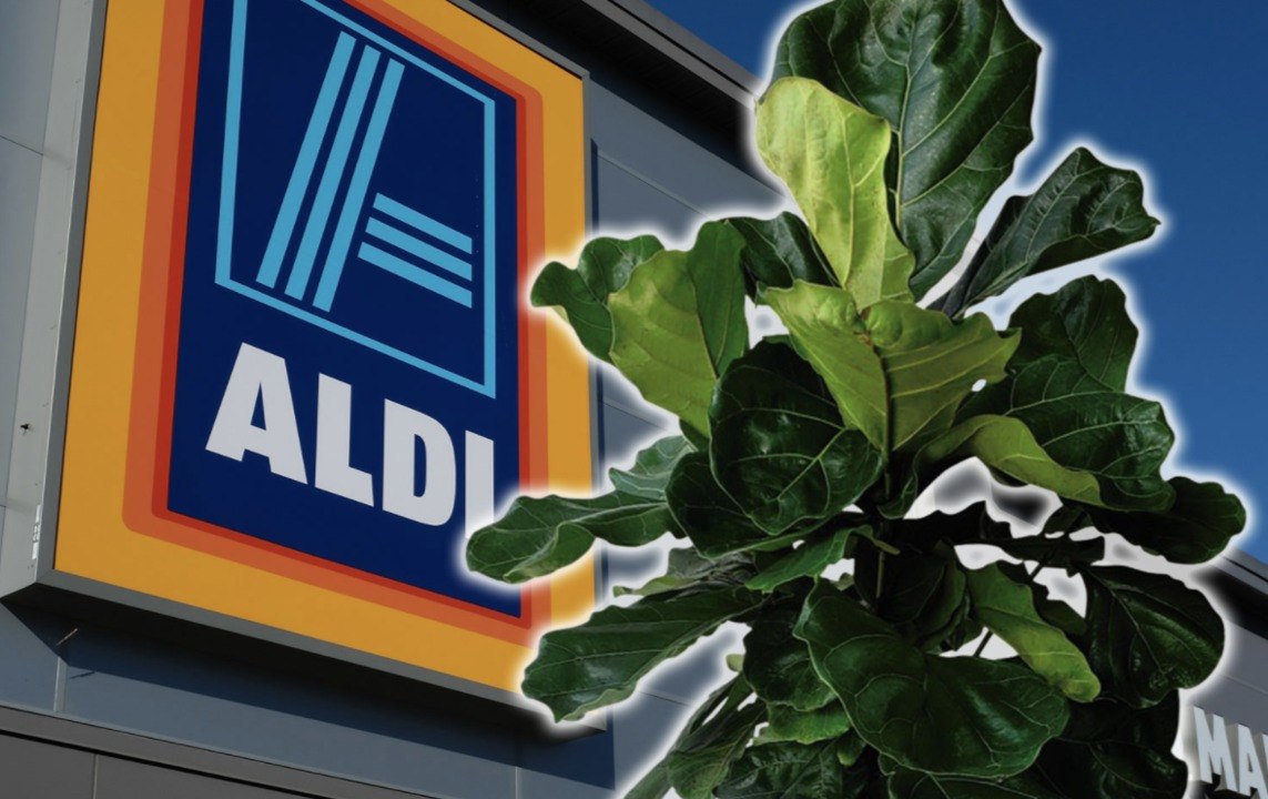 Aldi Is Selling $8 Fiddle Leaf Fig Trees to Make Your Space a Little Greener