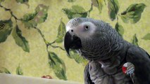Comedian parrot loves to imitate Fozzie Bear of Muppets fame
