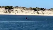 Beachgoers spot orca whales swimming off Oregon coast