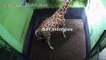 Indonésie: un bébé girafe né à Bali appelé "Corona"