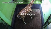 Indonésie: un bébé girafe né à Bali appelé 