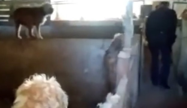 Catanzaro - Canile lager, salvati 66 animali (06.06.20)