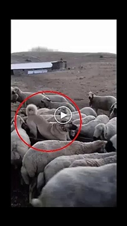 SiVAS KANGAL KOPEGi KOYUNLARA TAM KORUMA - BODYGUAR SiVAS KANGAL DOG and SHEEP